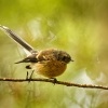 Pavik popelavy - Rhipidura fuliginosa - Fantail - piwakawaka 0009